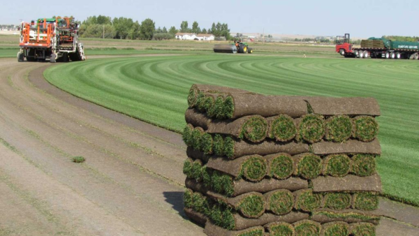 Choosing the Best Sod Supplier in Colorado Springs
