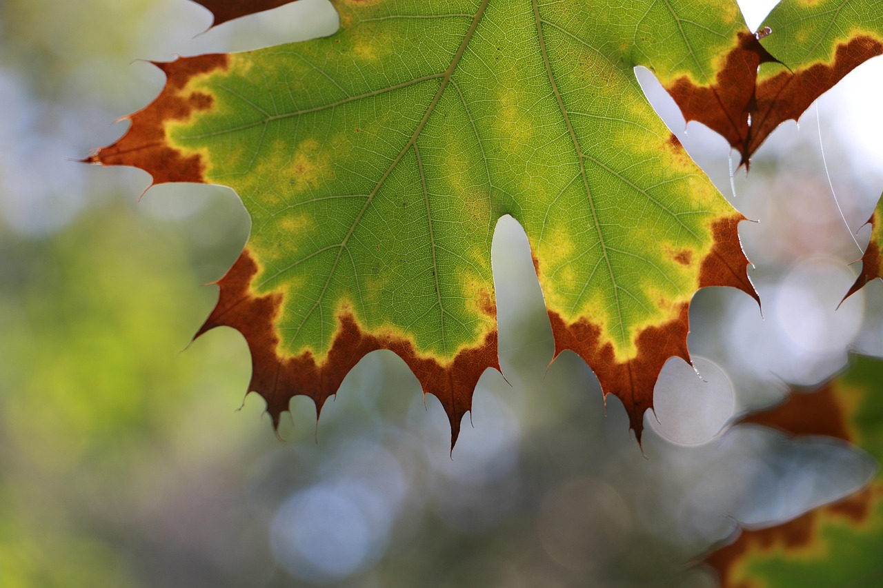 Winter, nature, leaf — Bscscan: A Key Resource for Binance Smart Chain Users