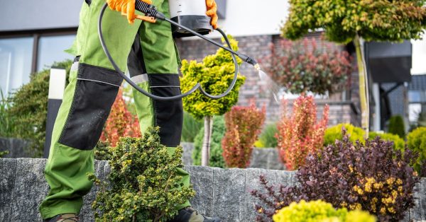 Eco-Friendly Pest Control Services: What Every Homeowner Should Know