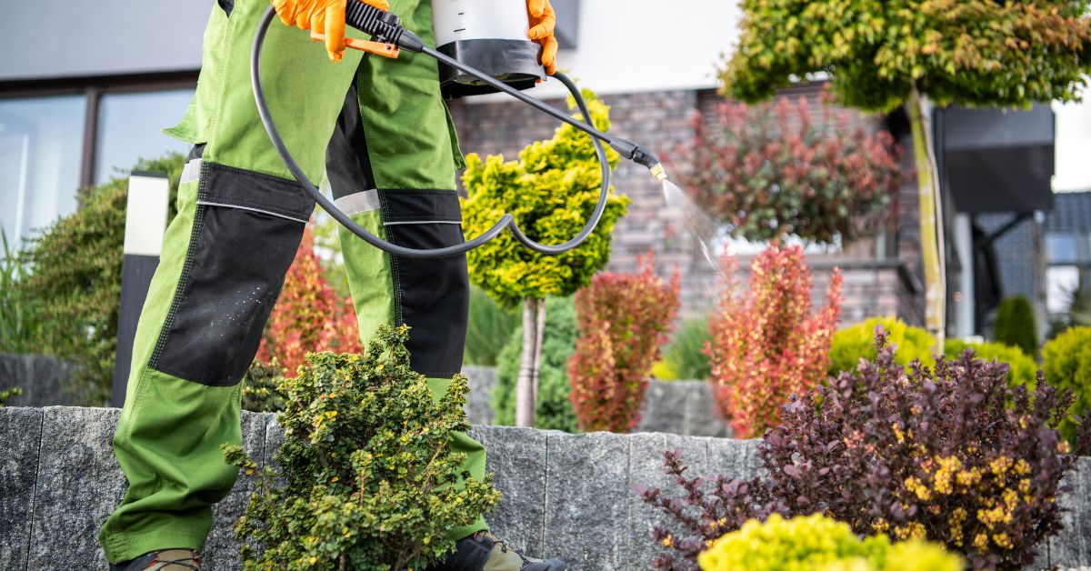 Person applying eco-friendly pest control treatment to plants in a garden